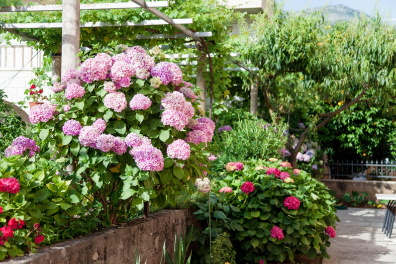 Hydrangea flowers garden on backyard. Pink, lilac, purple bushes blooming in countryside and town streets in spring and summer in Croatia.