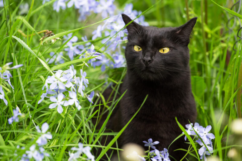 black cat sitting in flowers