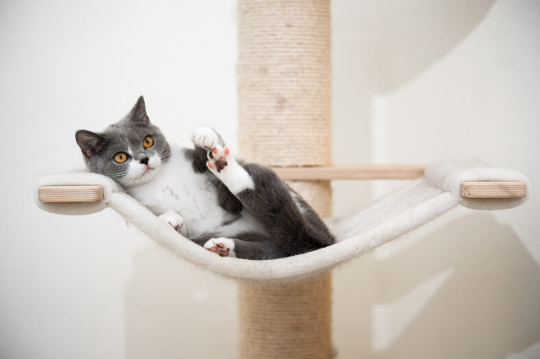 cute young british shorthair cat relaxing on hammock of scratching post