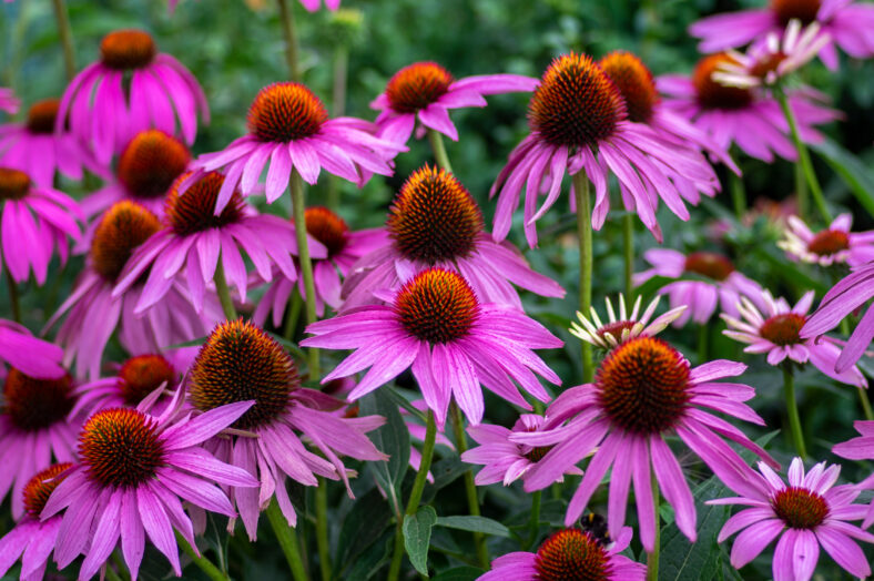 Echinacea purpurea flowering coneflowers, group of ornamental medicinal plants in bloom, spiny center
