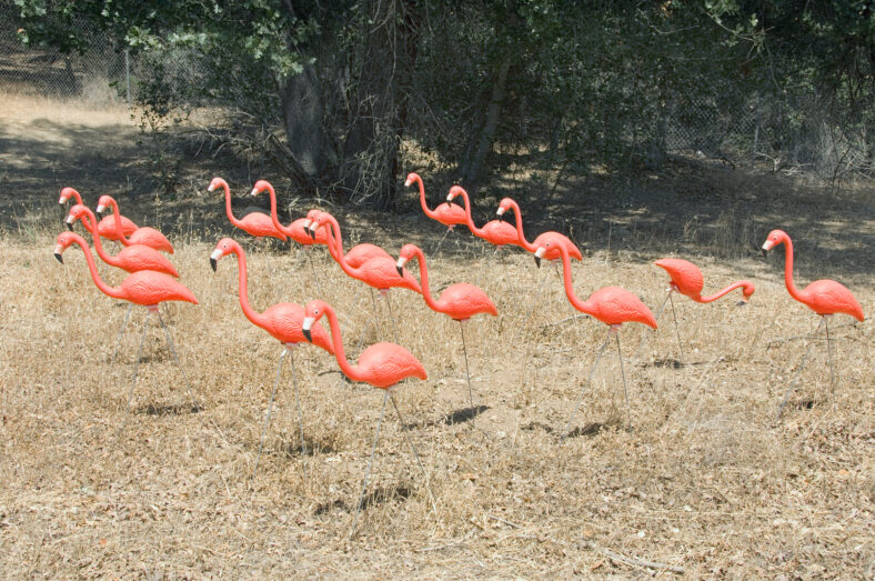 Flock,plastic, flamingoes,flamingos,flamingo,art,spoof,pink,coral,ornament,lawn,maquette,puppet,model,group