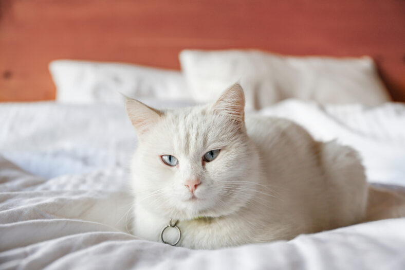 Adorable white Turkish Angora cat with blue eyes being lazy at home. Beautiful purebred longhair kitty. Close up, copy space, background.
