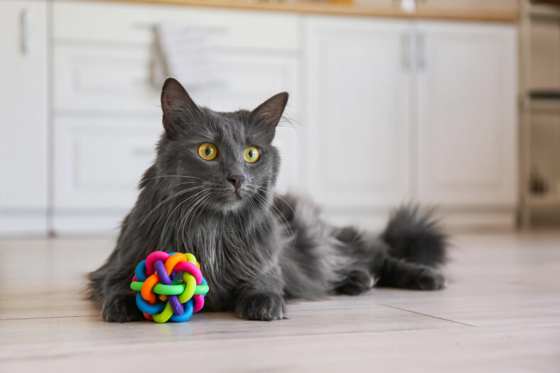 Cute grey cat with toy at home