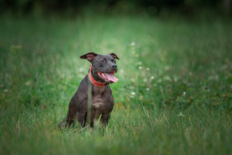 Portrait of a purebred black pit bull terrier on the field.