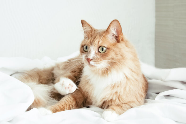 Beige cat lying on the bed in the bedroom on a white sheet.