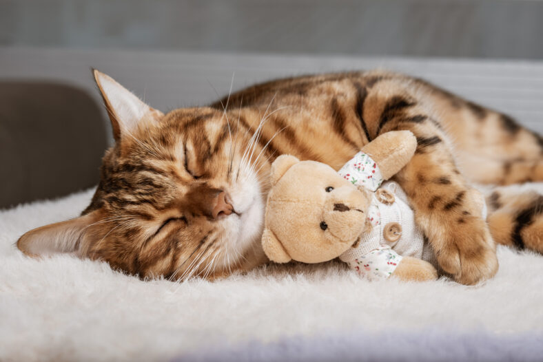 Bengal cat and soft toy sleep together. Pets. Animal care. Love and friendship.