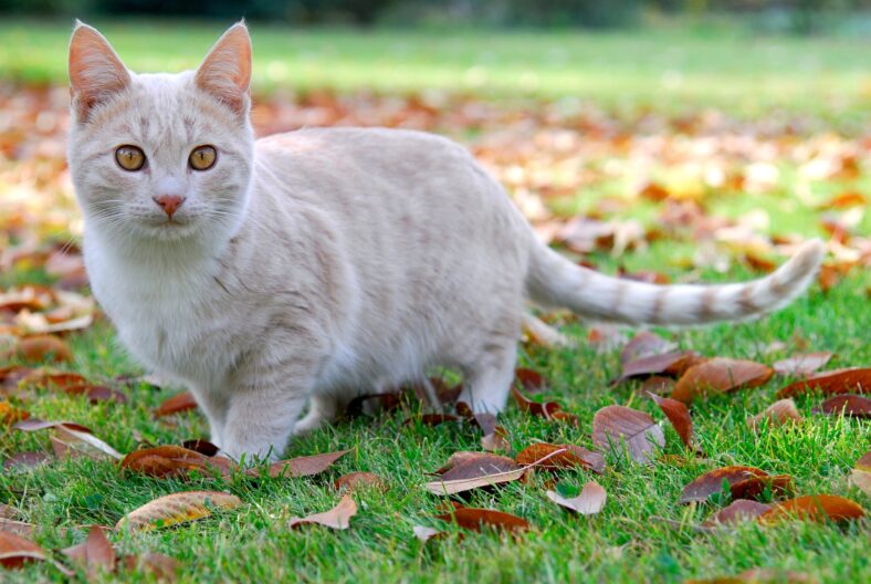 beige cat between autumn leaves
