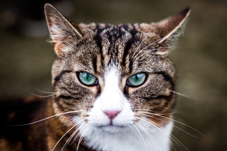 cat portrait