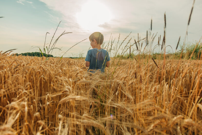 Little boy in blue shirt in yellow wheat field in summer