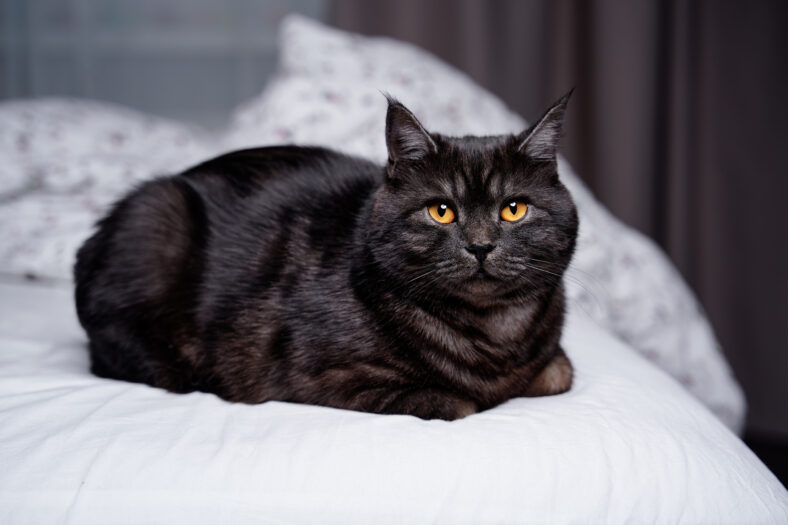 Adorable black cat lying on the bed at home.