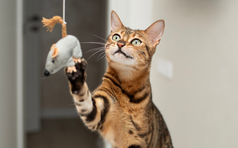 Pets. A beautiful red leopard cat of the Bengal breed actively plays with a toy gray mouse. Catches a toy with his paw. Close-up.