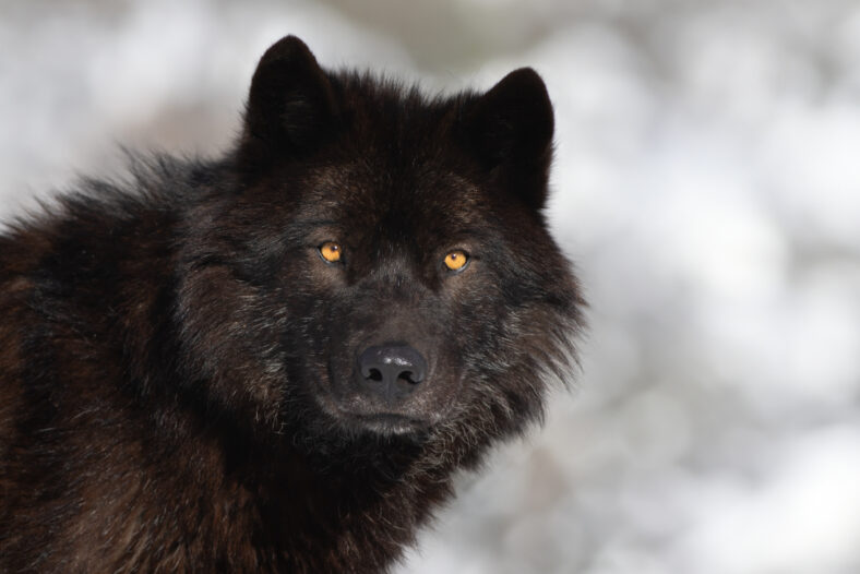 Retrato de un lobo canadiense negro sobre un fondo borroso