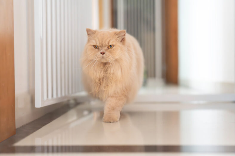 long-haired orange cat