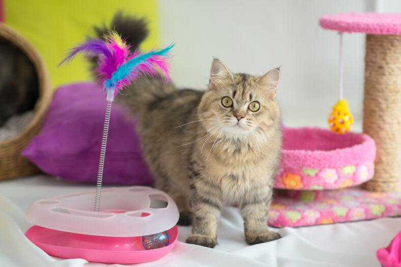 Cute tabby cat with many toys