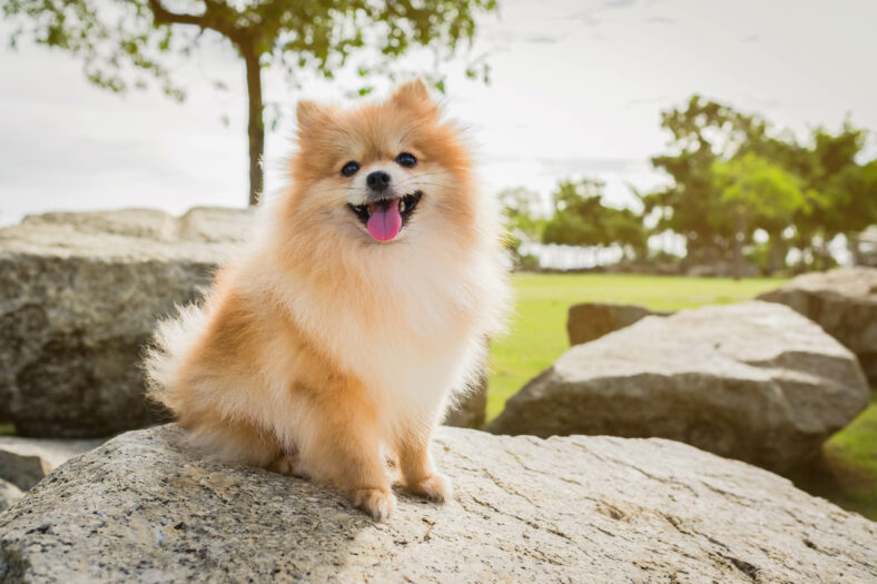 pomeranian spitz smiling watch the evening sun.