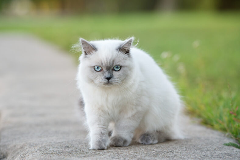 adorable fluffy kitten with blue eyes posing outdoors