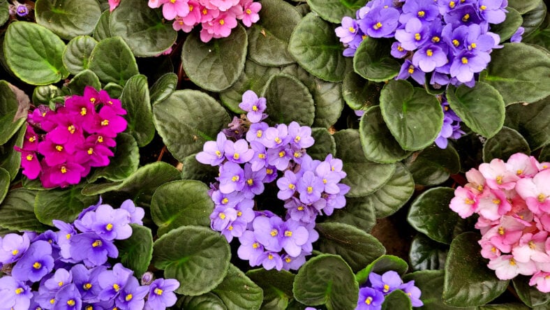African violet flower background, for florist and