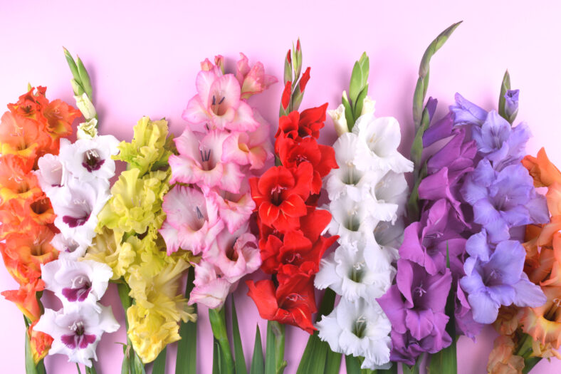 Beautiful gladiolus flowers on trendy pink background. Flat lay style with place for your text.