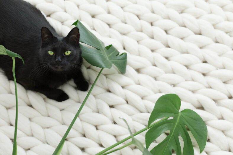 Black cat relaxing on white knitted merino plaid, enjoying warm and soft super chunky yarn blanket, cozy home and hygge trendy concept, scandinavian style