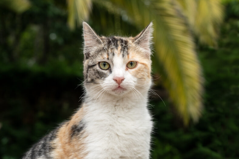 Portrait of a patched cat looking at the camera