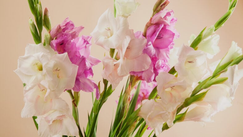 Closeup picture of beautiful bouquet of gladiolus
