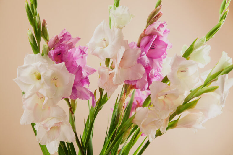Closeup picture of beautiful bouquet of gladiolus flowers against beige background