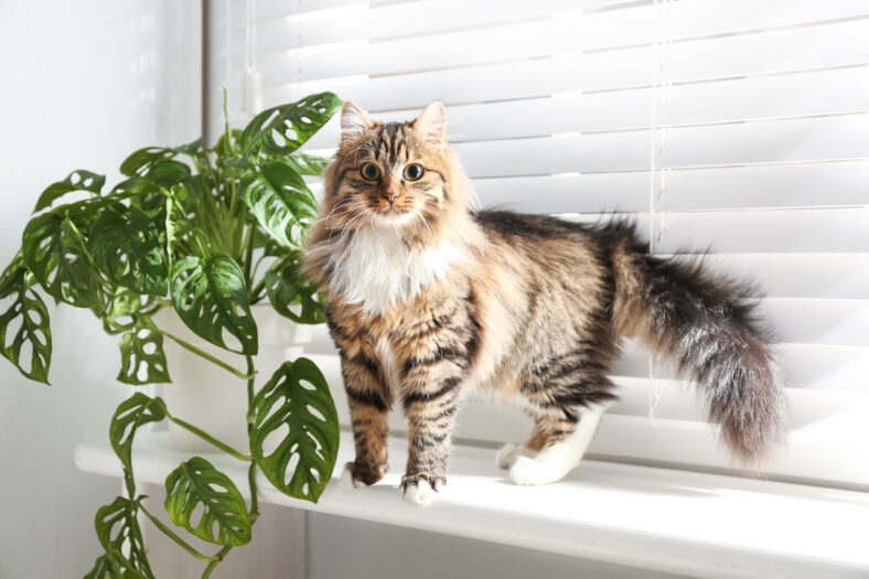 Adorable cat and houseplant on window sill at home