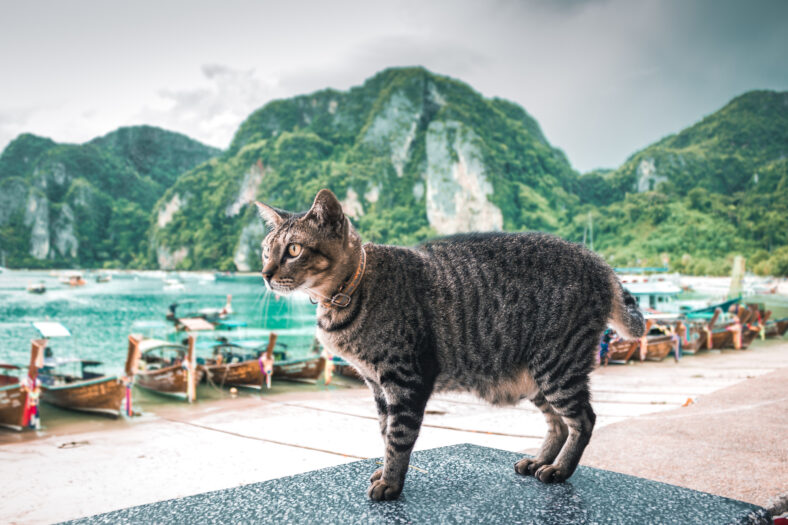cat in Phi Phi island