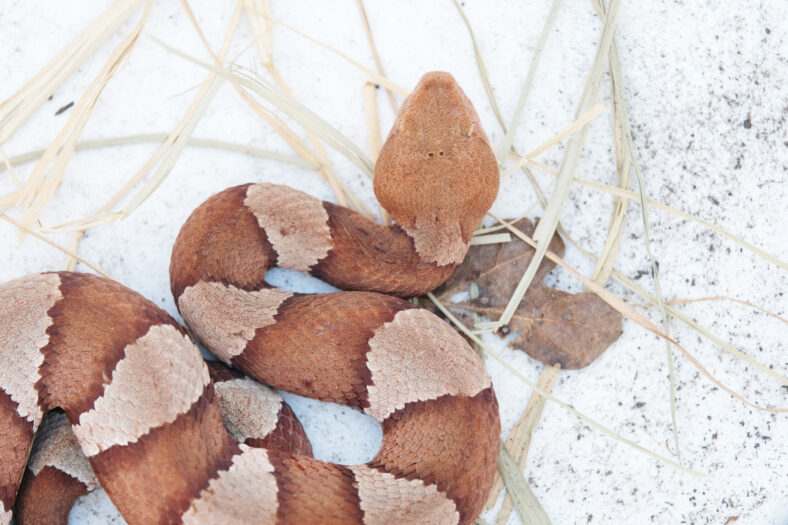 Venomous Copperhead snake top view of pattern and scales.