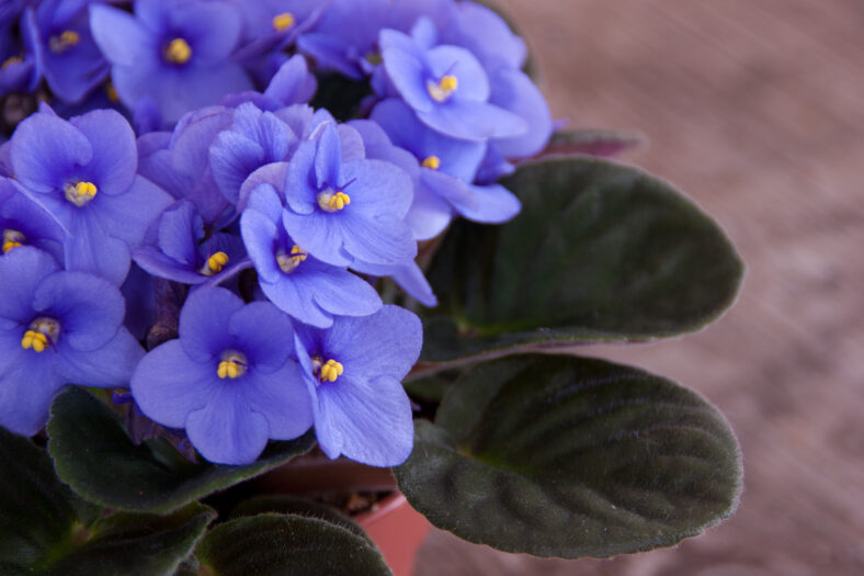 African violet