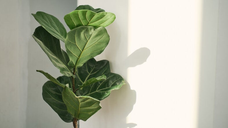 Green leaves of Fiddle Fig or Ficus
