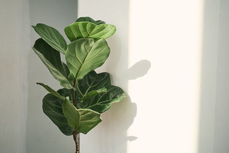 Green leaves of Fiddle Fig or Ficus Lyrata. Fiddle-leaf fig tree the popular ornamental tropical houseplant on white wall background,, Air purifying plants for home, Houseplants With Health Benefits