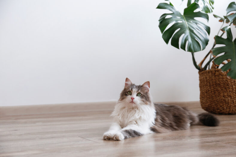 Portrait of a siberian cat with green eyes lying on the floor at home. Fluffy purebred straight-eared long hair kitty. Copy space, close up, background. Adorable domestic pet concept.
