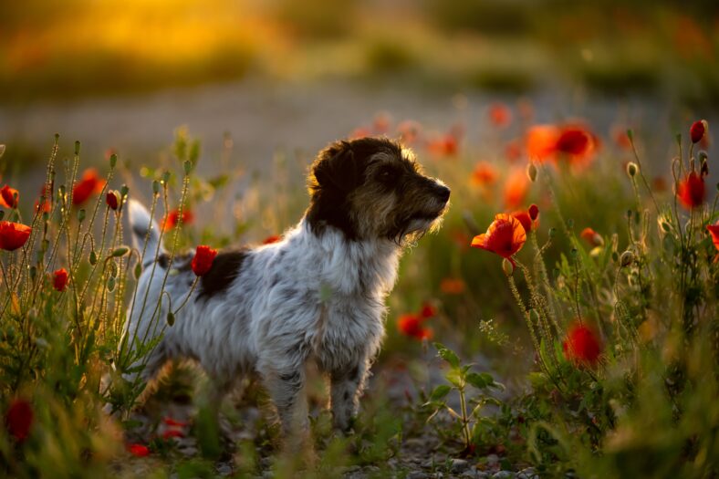 dog at dawn. Cute little Jack Russell Terrier in front of beautiful colored sunset or sunrise on a poppy field