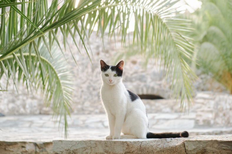 a young beautiful cat is sitting in the shade under a palm tree against a stone wall