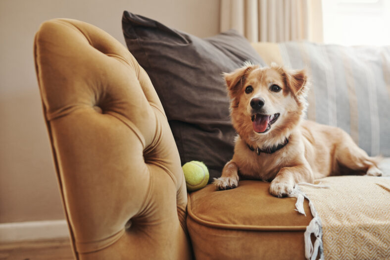 Home, pet and dog on a couch, relax and support in the living room, happy and chilling. Animal, canine and best friend on a sofa, tennis ball and cute in the lounge, playful and care in an apartment.