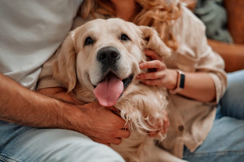Young couple playing and hugging their pet labrador dog while sitting on the sofa by the window in the living room at home, having fun together.