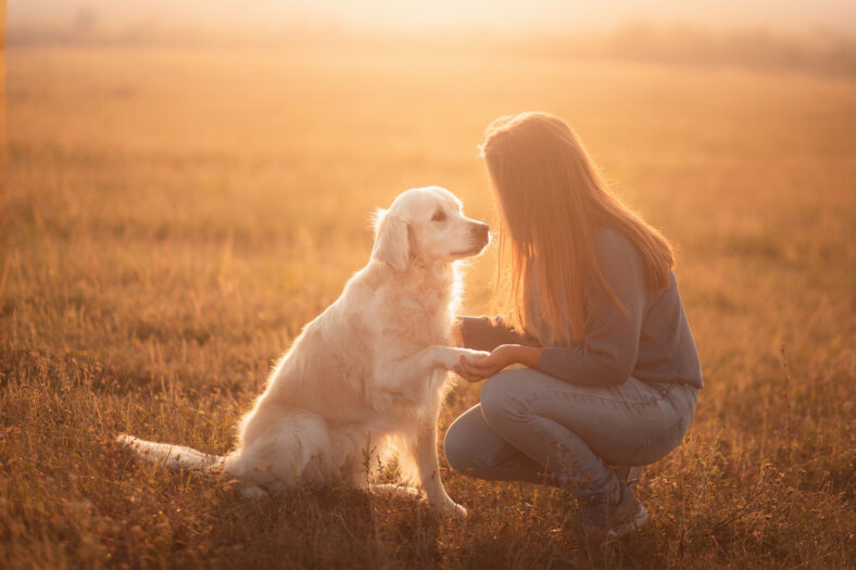 golden retriever dog and a young woman sharing a moment at sunset doing the paw trick