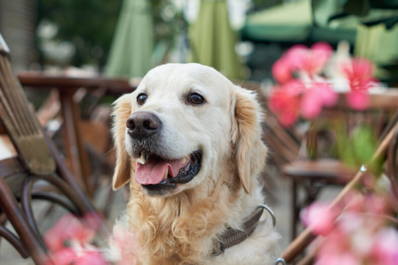 Happy young adorable golden retriever puppy dog sitting near wooden chairs and red flowers in street pets friendly cafe. Adventures outdoor travel concept. Copy space background.