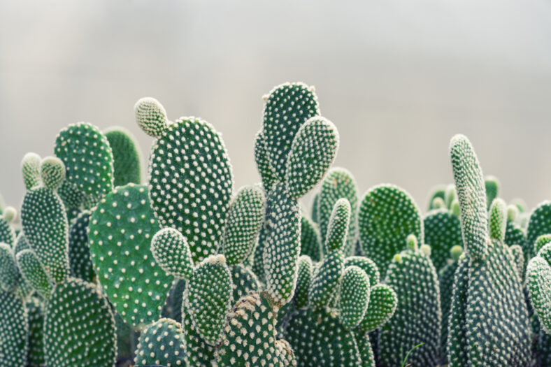 Primer planta de la planta de Opuntia cactus en la granja con espacio de copia.