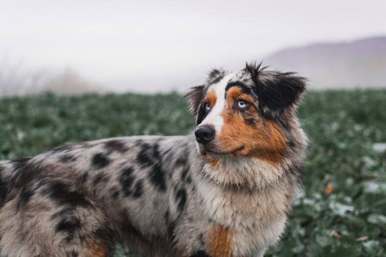 Dog australian shepherd running blue merle nature