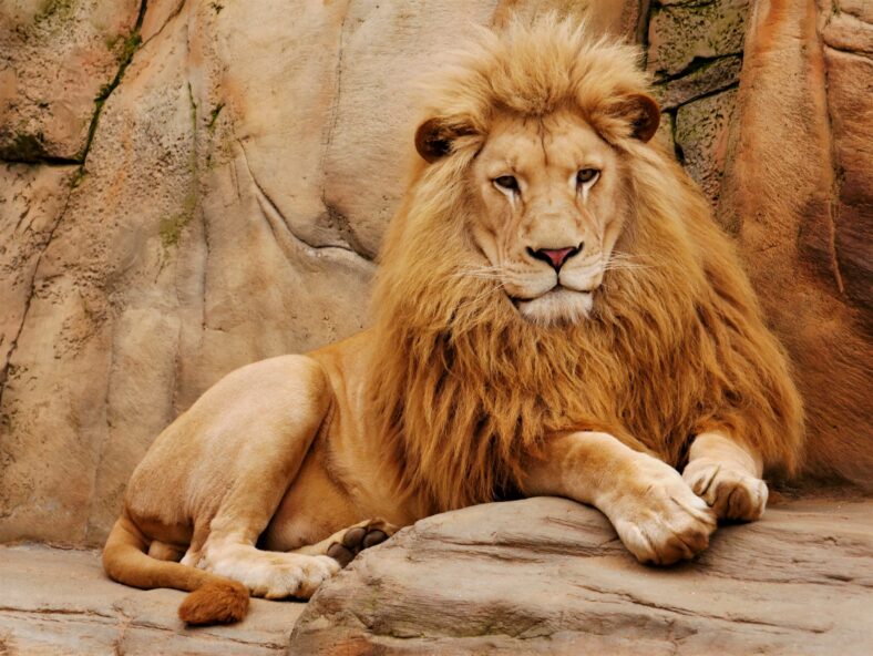A lion lies on a stone and looks forward.
