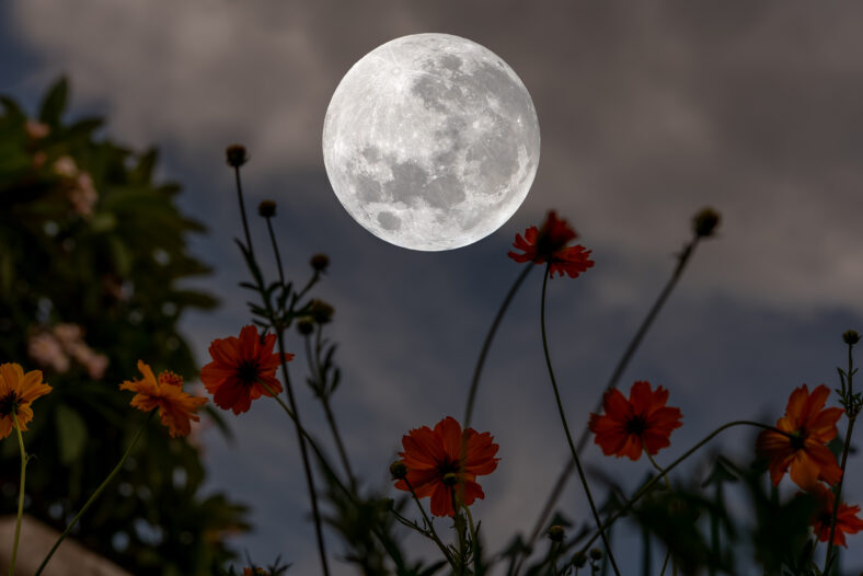 Full moon over silhouette cosmos flowers at night.