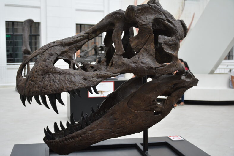 dinosaur skull