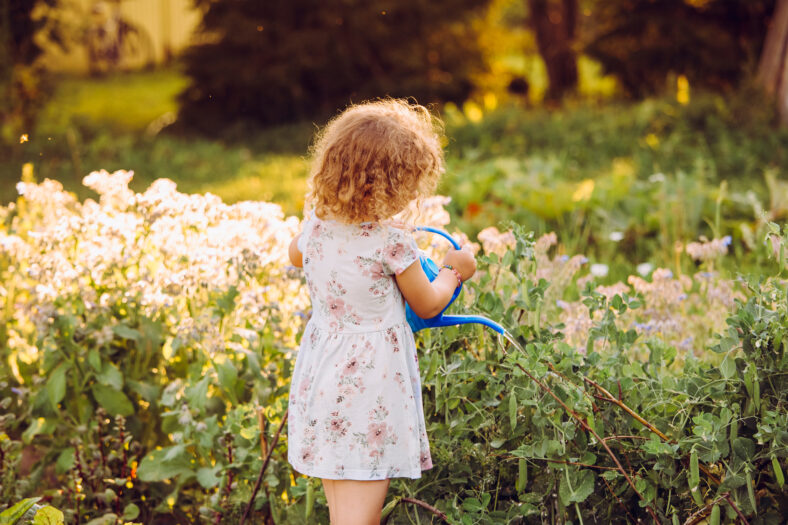 Cute 5 year old curly hair girl watering sweet pea plants in summer evening in countryside on organic vegetable garden bed. Warm beautiful back evening sun light.