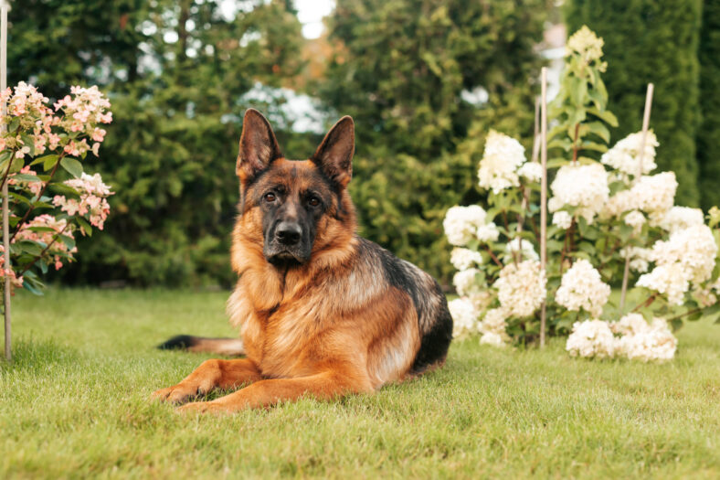 Portrait of an adult German shepherd dog in a garden. Purebred dog lying on the grass with flowers in the yard in summer.