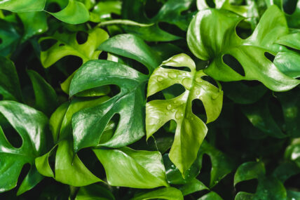rhaphidophora tetrasperma mini monstera ginnie swiss cheese