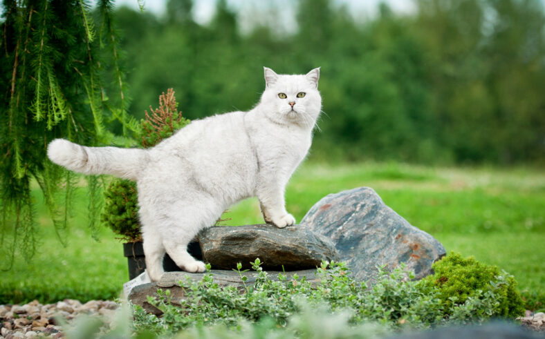 British shorthair cat standing on the stones in the yard