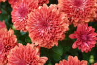 Coral colored mums (macro)