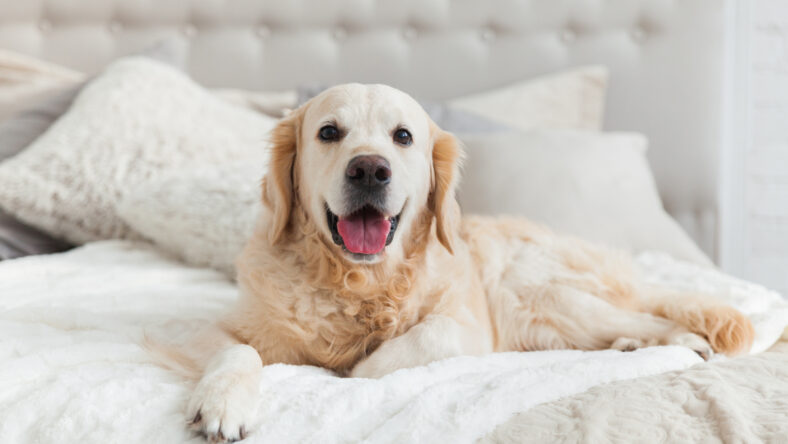 Golden retriever puppy dog in luxurious bright colors classic eclectic style bedroom with king-size bed and bedside table. Pets friendly hotel or home room.